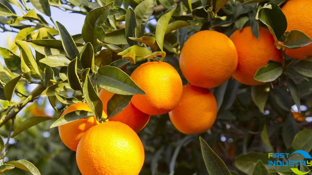 images/1564553498305orange tree1.jpg